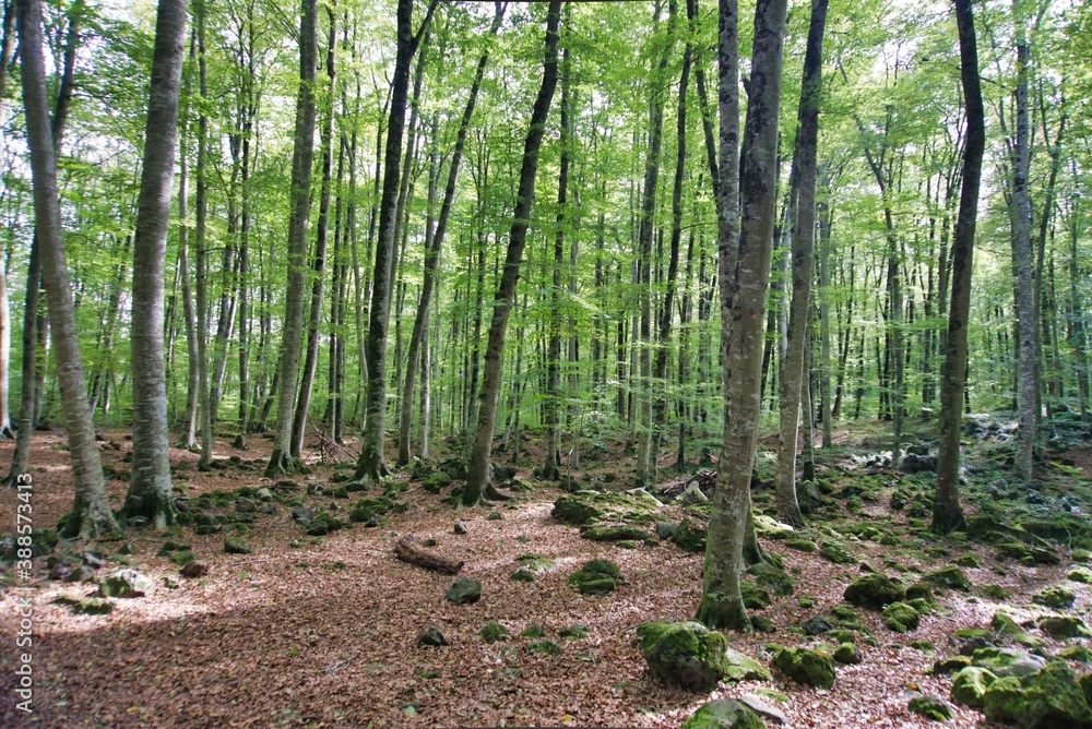 Fageda d'en Jordà Fageda d'en Jordà
