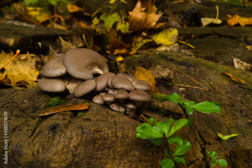Wood mushrooms, arboreal mushrooms on an autumn day.3