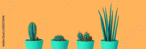 Four different cacti in green pots on pastel terracotta orange background. Environment friendly summer or spring time minimal design concept banner with copy space