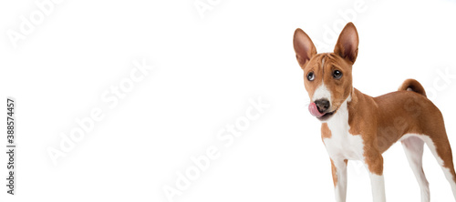 Basenji young dog is posing. Cute playful brown white doggy or pet playing on white studio background. Concept of motion, action, movement, pets love. Looks delighted, funny. Copyspace for ad.