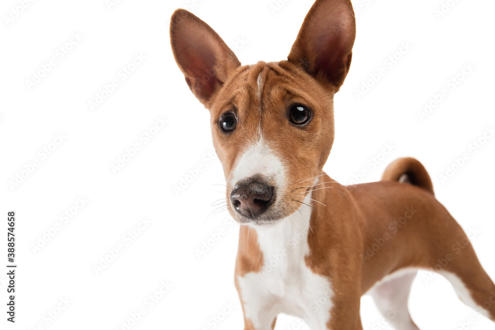 Basenji young dog is posing. Cute playful brown white doggy or pet playing on white studio background. Concept of motion, action, movement, pets love. Looks delighted, funny. Copyspace for ad.