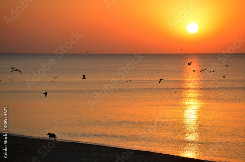 Silhouettes of a homeless dog and a flock of seagulls on a background of the sun rising over the sea