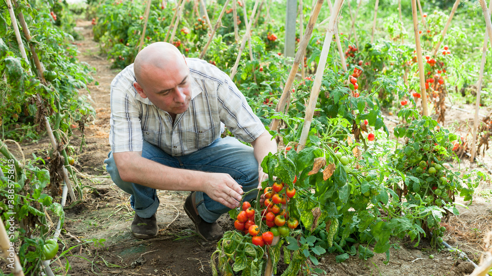Friendly owner of hothouse inspecting quality of growing tomatoes