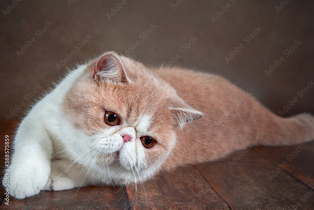 A beautiful exotic Shorthair cat lies on the brown background of the Studio.
