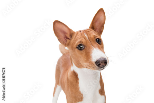 Basenji young dog is posing. Cute playful brown white doggy or pet playing on white studio background. Concept of motion, action, movement, pets love. Looks delighted, funny. Copyspace for ad. © master1305