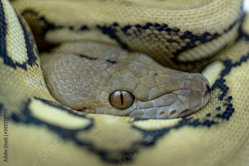 close up of python