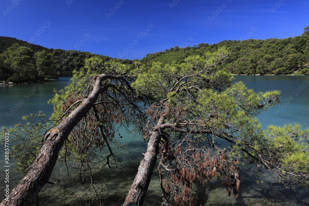pine trees  with turquoise blue salwater lake at the national park on the green Croatian island of Mljet