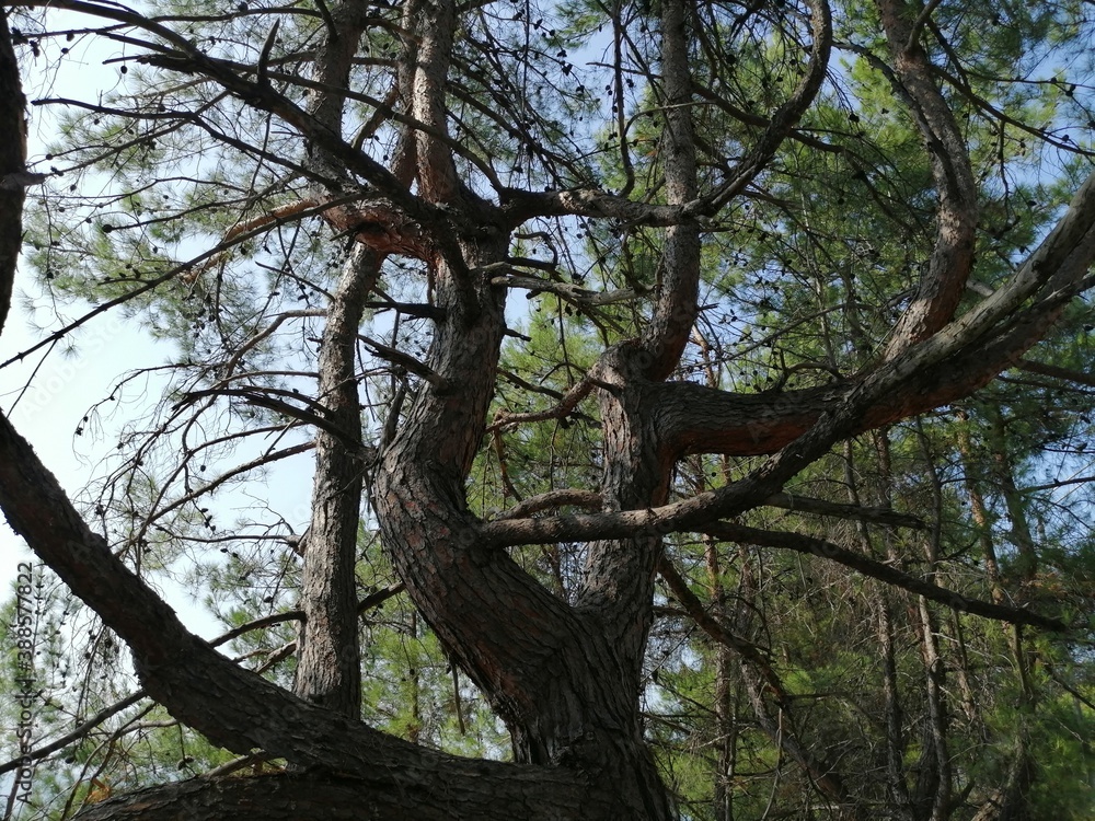 Obraz premium squirrel on tree