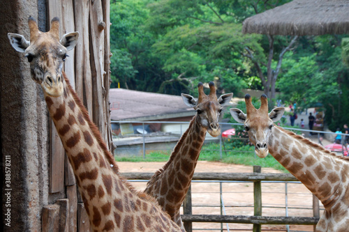 Photography Giraffe Giraffa camelopardalis trio looking curious in the zoo
