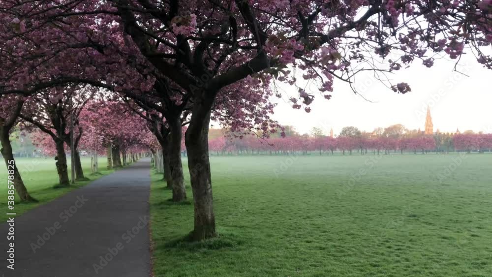 A panning shot of cherry blossoms down to the misty park on a beautiful Summer morning | Edinburgh, Scotland | HD, 24fps A panning shot of cherry blossoms down to the misty park on a beautiful Summer morning | Edinburgh, Scotland | HD, 24fps