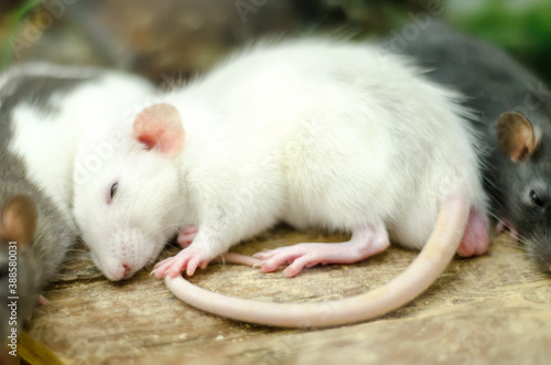 Obraz na płótnie white mouse w salonie