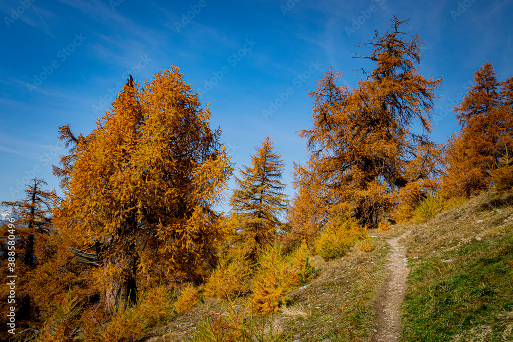 Goldener Herbst im Lärchenwald