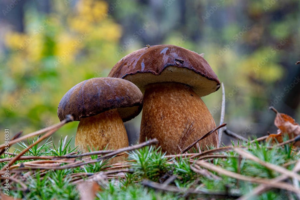 Closeup two brown edible mushrooms in the autumn forest in macro photography. Gathering brown mushrooms.  Forest and moss photo close up, forest background. Fallen leaves coniferous needles.