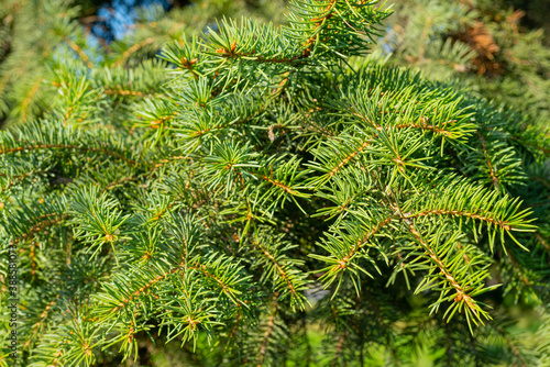 Green branches of a Christmas tree. Natural spruce texture.
