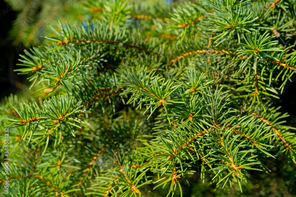 Green branches of a Christmas tree. Natural spruce texture. Green branches of a Christmas tree. Natural spruce texture.