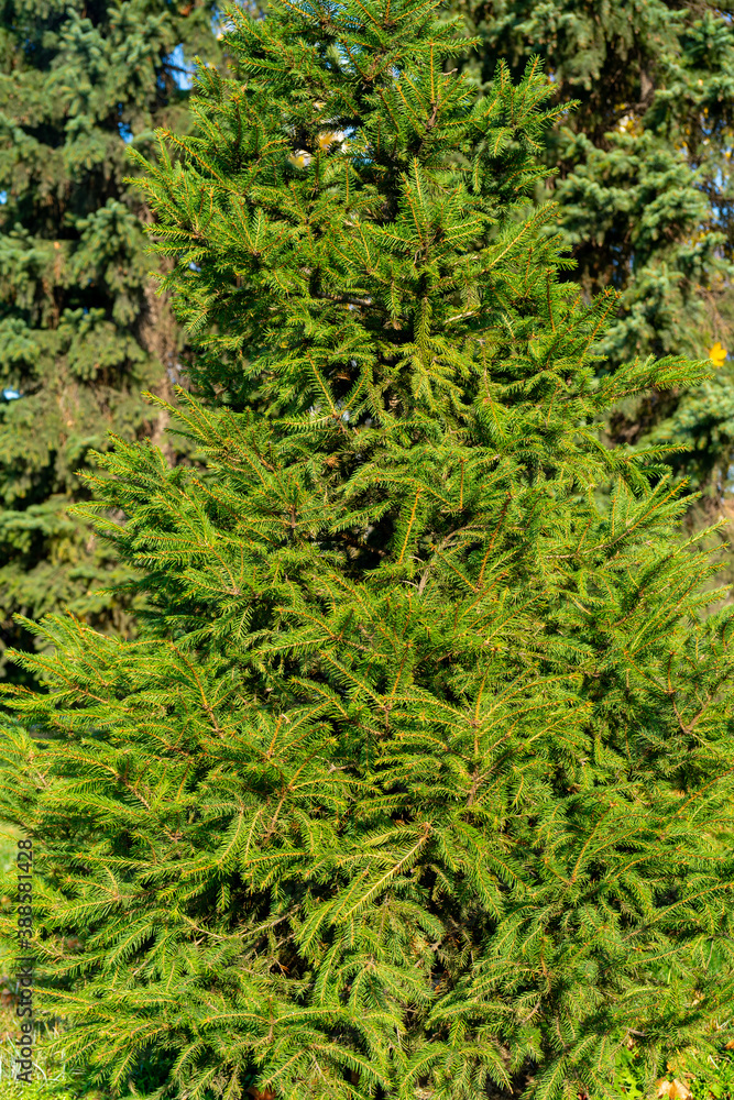 Green branches of a Christmas tree. Natural spruce texture. Green branches of a Christmas tree. Natural spruce texture.
