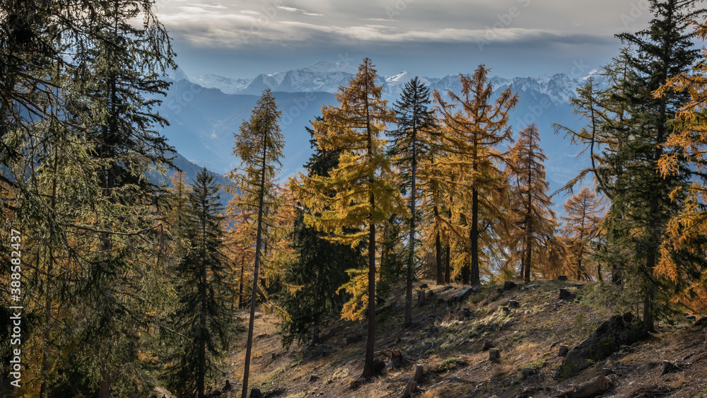 im Lärchenwald, Wallis im Lärchenwald, Wallis