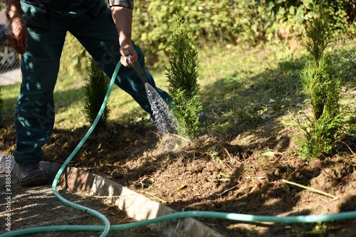 The farmer wateres the Thuja tree using a spray gun and a hose