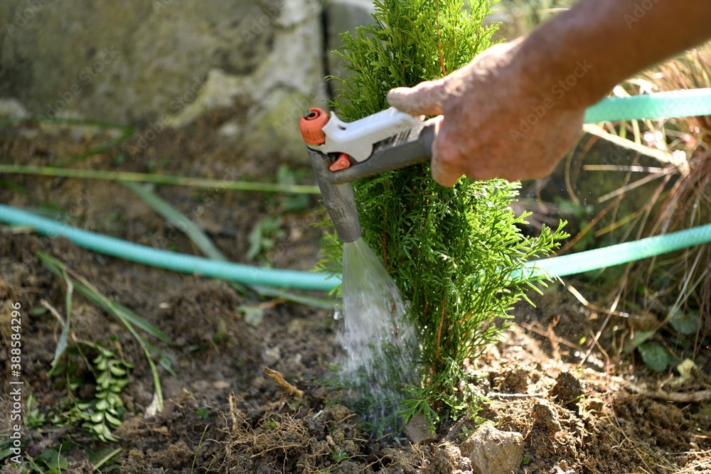The farmer wateres the Thuja tree using a spray gun and a hose Stock