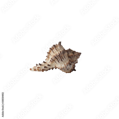 Seashell isolated on white background. photo