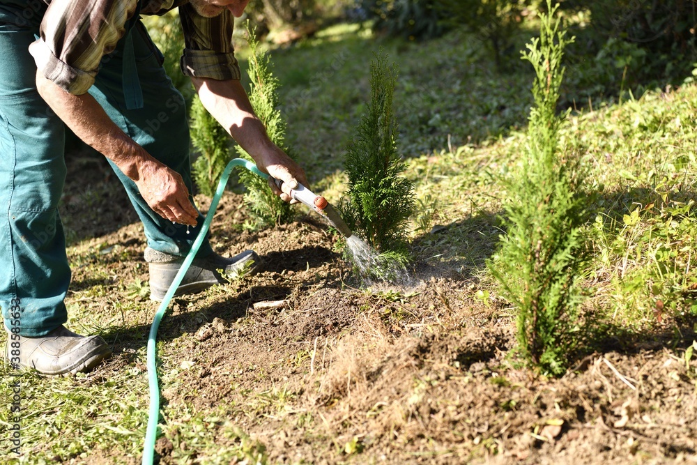 Farmer watering freshly planted trees in the garden