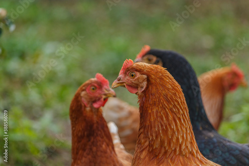 glückliche Freiland Hühner 