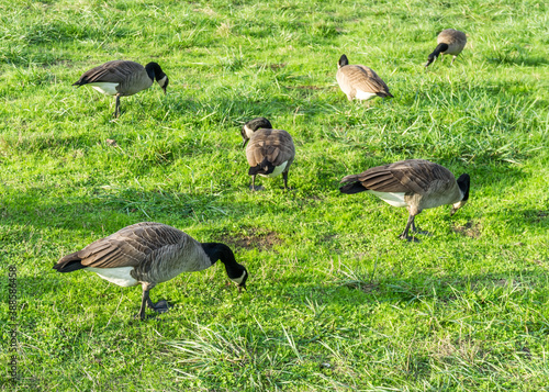 Geese In Grass Field 4 photo