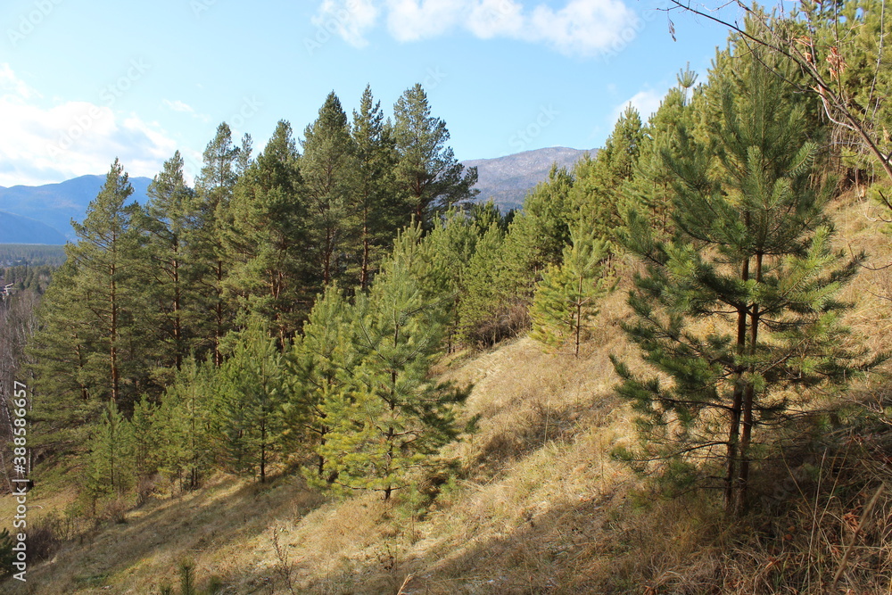 pine trees in the mountains pine trees in the mountains