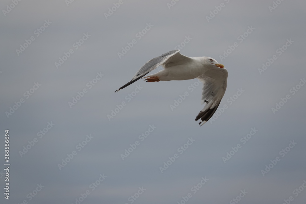 seagull in flight over the blue sea seagull in flight over the blue sea