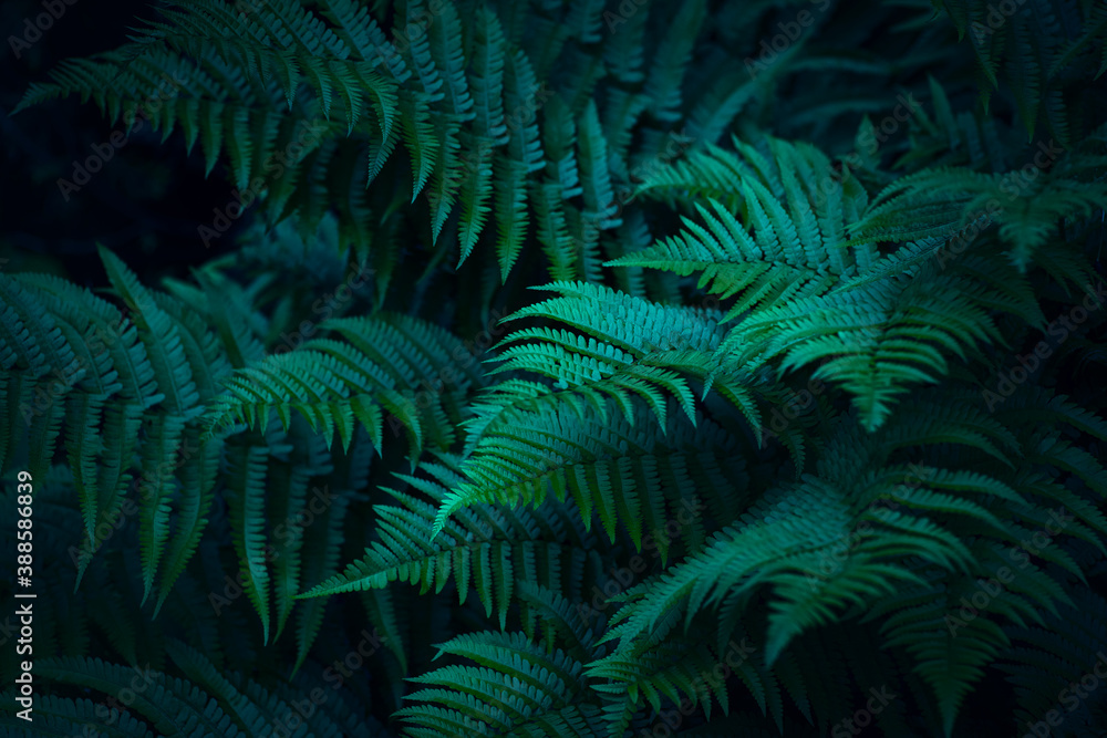 fern leaves texture, dark mood, halloween background or phone wallpaper fern leaves texture, dark mood, halloween background or phone wallpaper