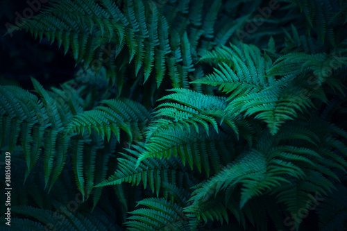 fern leaves texture, dark mood, halloween background or phone wallpaper