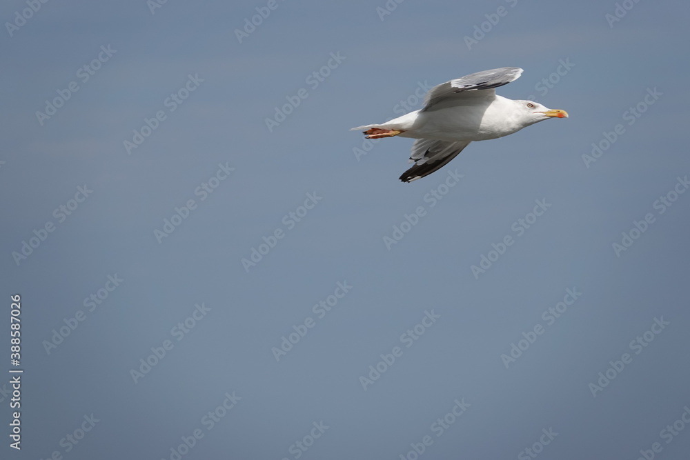 Obraz premium seagull in flight over the blue sea