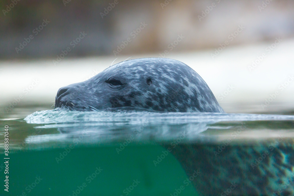 Naklejka premium SEAL
