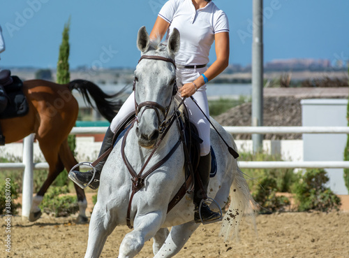 Close Up of a White Horse preparing before a five star equestrian competition in Italy