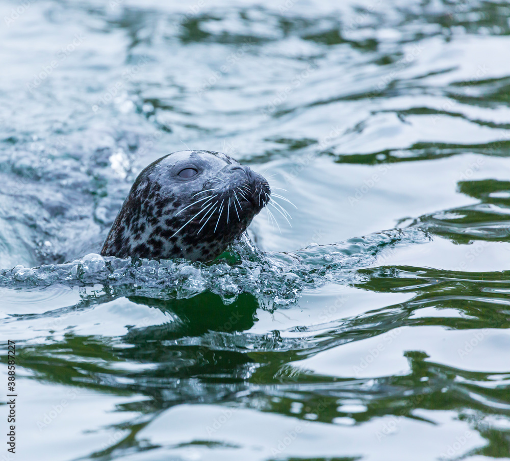 Fototapeta premium SEAL