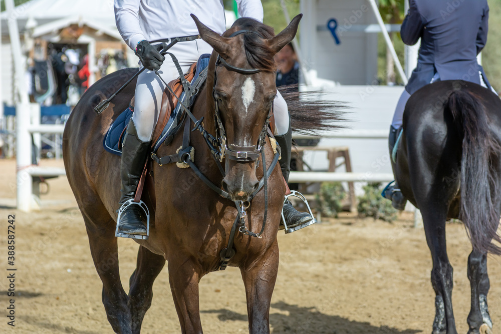 brown horse jumping the obstacle durign a five star competition in Italy brown horse jumping the obstacle durign a five star competition in Italy
