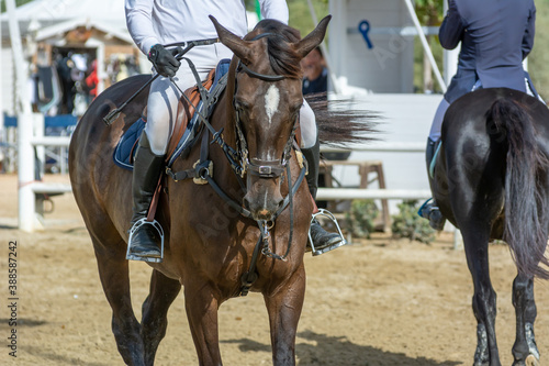 brown horse jumping the obstacle durign a five star competition in Italy © daniele russo