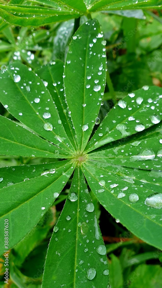 Bright green lupine leaf with raindrops. Bright green lupine leaf with raindrops.