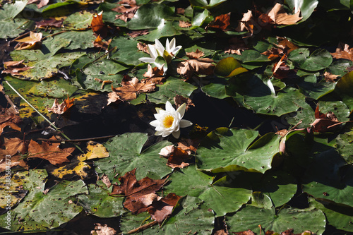 White lilly flower bloom in the middle of a lake in autumn