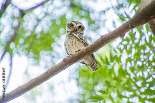 Spotted owlet on a tree