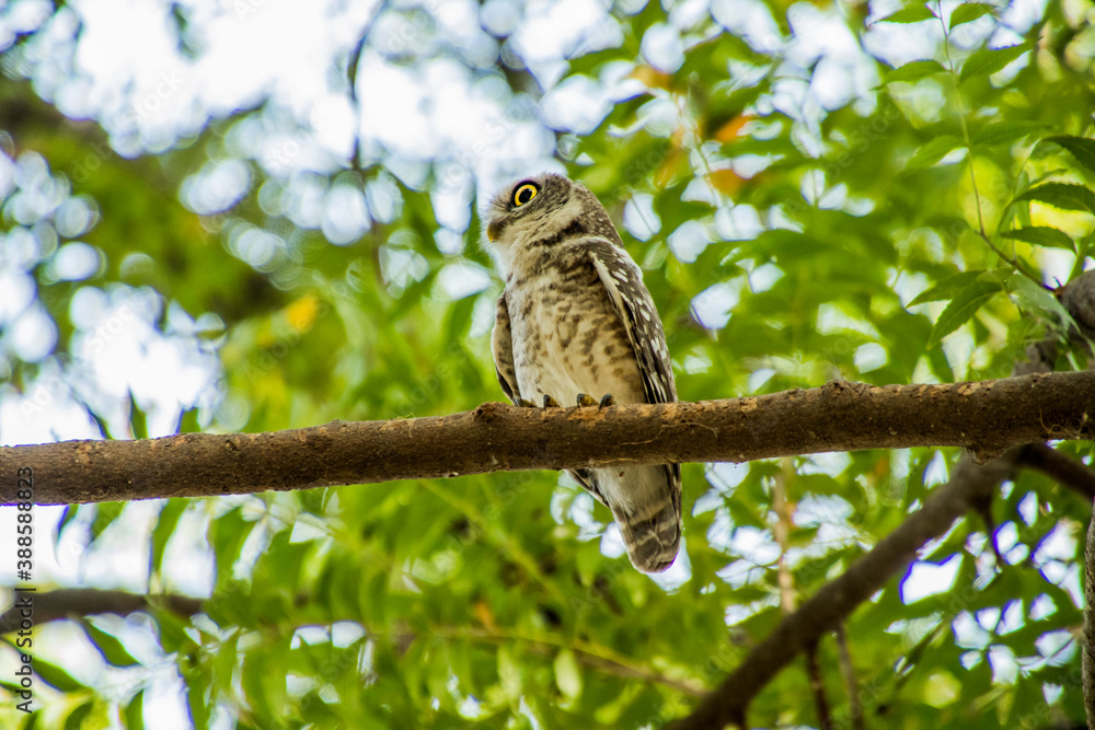 Spotted owlet on a tree Spotted owlet on a tree