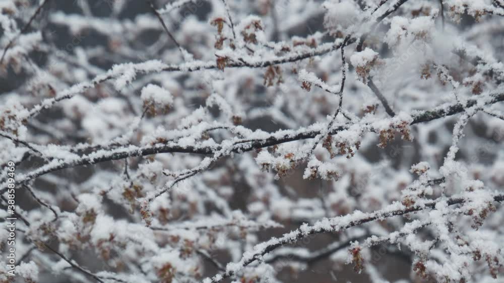 Close-up snowfall in winter park, snowy cloudy day, branches sway in the wind Close-up snowfall in winter park, snowy cloudy day, branches sway in the wind