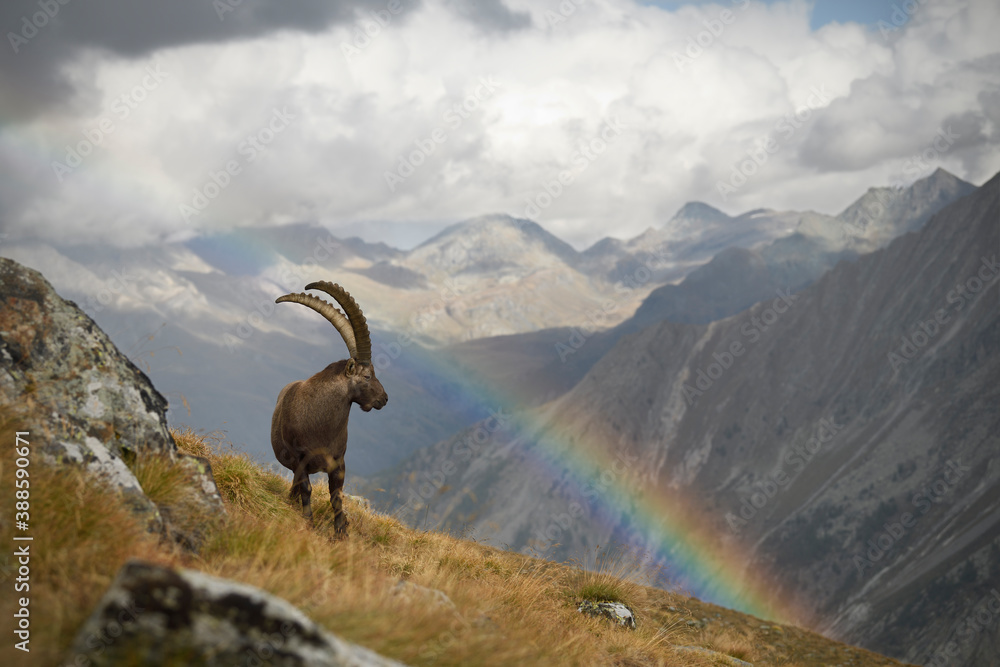 Alpine ibex watching a rainbow in an autumn mountain meadow landscape
