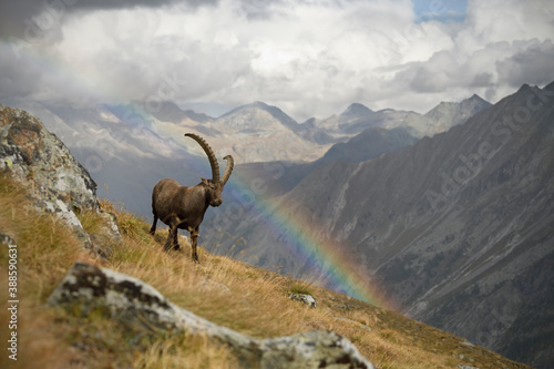 Alpine ibex staying with a rainbow in an autumn mountain meadow landscape