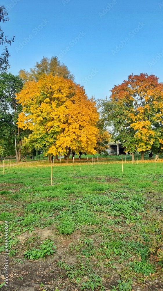 Naklejka premium autumn in the park