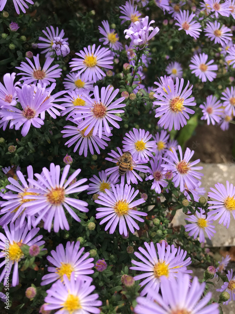 Fototapeta premium Beautiful flowers. Nature, beauty, botany, flora. Botanic photography. Bloom, spring 