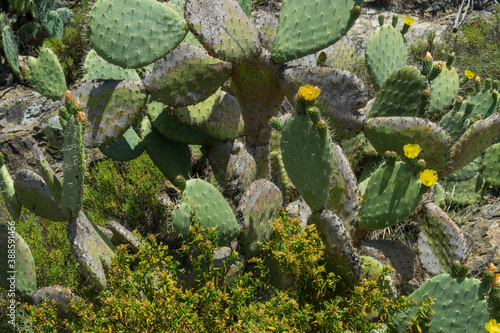 Blühender Feigenkaktus photo