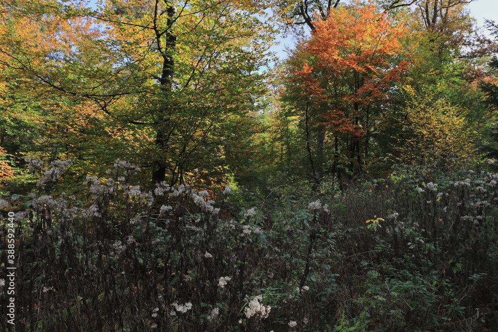 schöne Herbstlandschaft schöne Herbstlandschaft