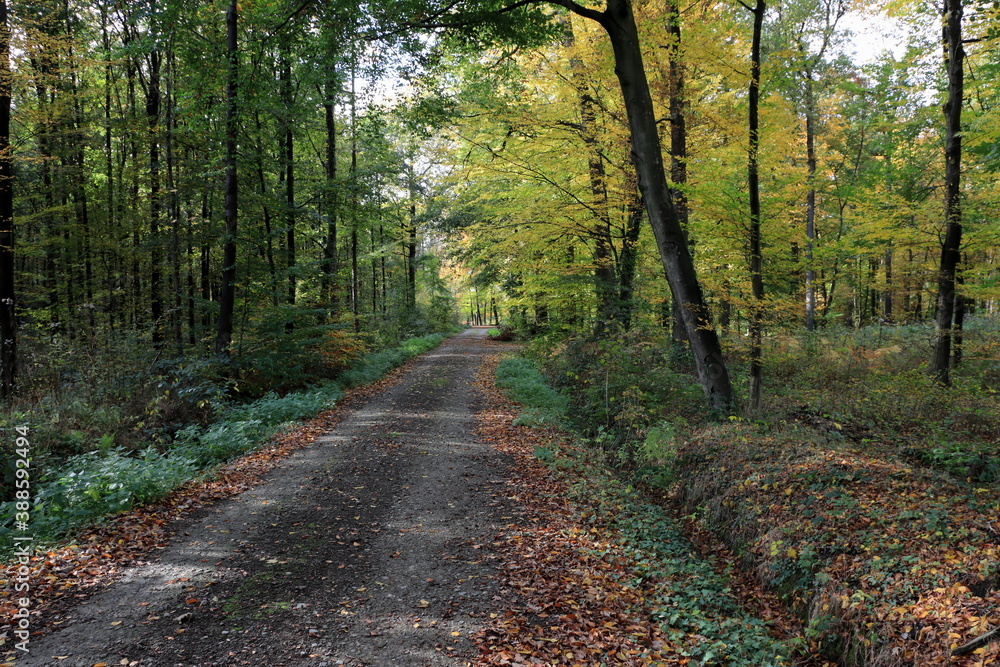 Fototapeta premium schöne Herbstlandschaft