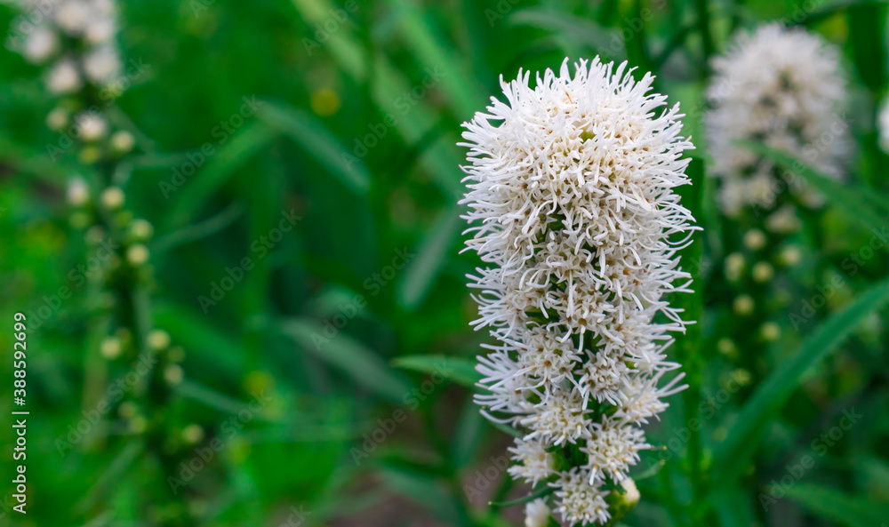 White liatris flower on a green background White liatris flower on a green background